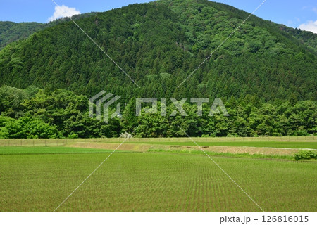 田植えが終わった山里の田んぼ 126816015