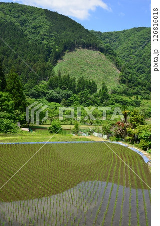 田植えが終わった山里の田んぼ 126816018
