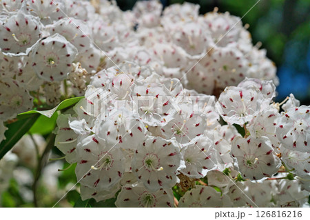 白いカルミアの花(春、五月) 白いカルミアの花(春、五月) 126816216