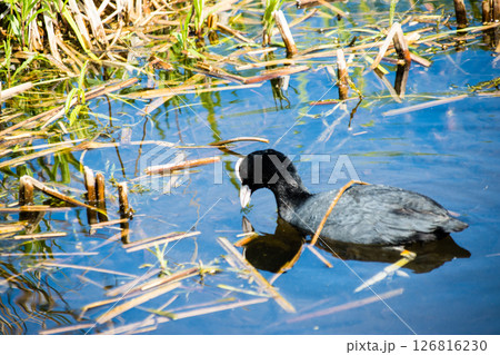 水の中に餌を探す黒い頭の水鳥 ロンドンのウェットランド・センターにて 水の中に餌を探す黒い頭の水鳥 ロンドンのウェットランド・センターにて 126816230
