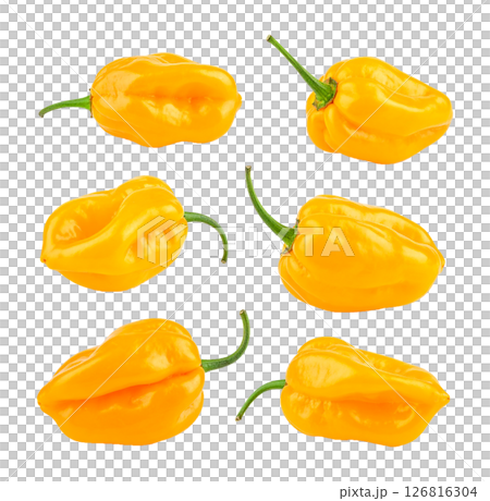 Collection of Vibrant Yellow Habanero Peppers 126816304