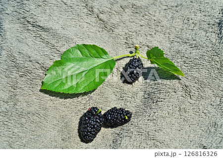 黒く熟したクワの実（春、五月） 126816326