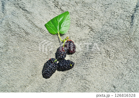 黒く熟したクワの実(春、五月) 黒く熟したクワの実(春、五月) 126816328