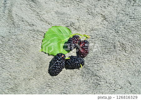 黒く熟したクワの実（春、五月） 126816329