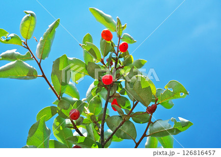 赤いナツグミの実（春、五月） 126816457