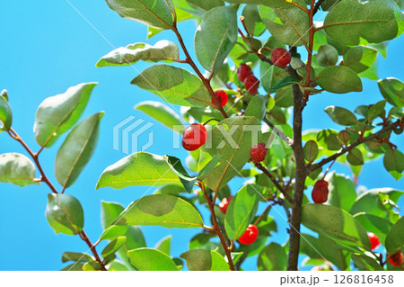 赤いナツグミの実（春、五月） 126816458