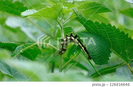 カラムシの葉を食べるフクラスズメという蛾の幼虫 126816648