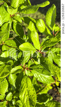 Branches of young plum with green leaves. Summer garden plot fruit trees. 126816667