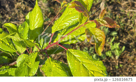 Branches of young plum with green leaves. Summer garden plot fruit trees. Branches of young plum with green leaves. Summer garden plot fruit trees. 126816675