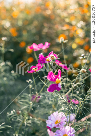 秋の花壇に咲く秋桜 126816757