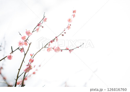 雪の積もる梅の花 126816760