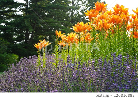 ラベンダーとエゾスカシユリ 126816885