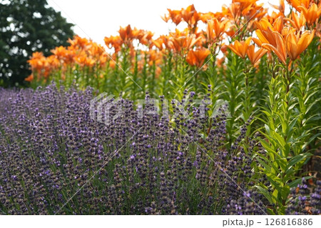 ラベンダーとエゾスカシユリ 126816886