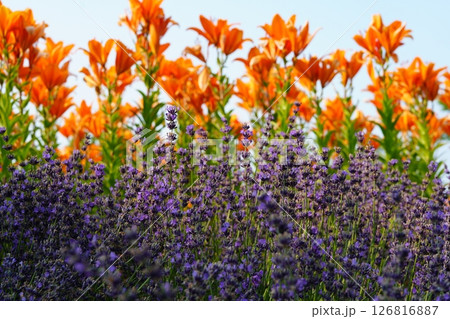 ラベンダーとエゾスカシユリ ラベンダーとエゾスカシユリ 126816887