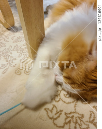 猫じゃらしで遊びながらゴロゴロするスコティッシュフォールド 126816904