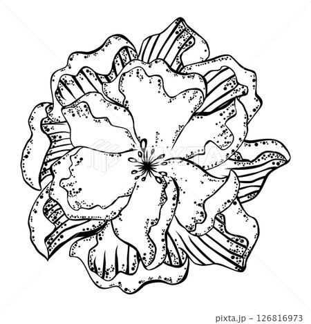 Big beautiful black and white flower Big beautiful black and white flower 126816973