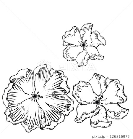 Three beautiful black and white flowers 126816975