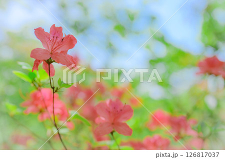 山の中に咲く山ツツジと新緑 126817037