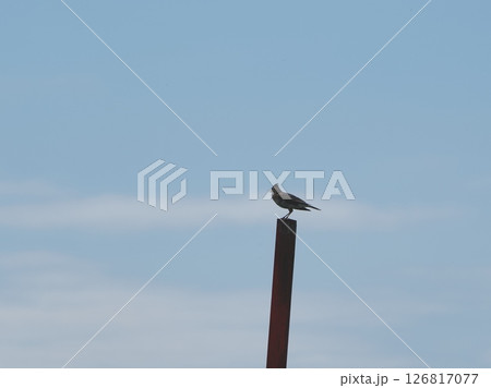 ヒバリ 126817077