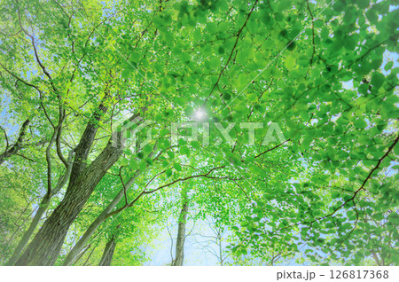 森を見上げる癒しの風景 森を見上げる癒しの風景 126817368