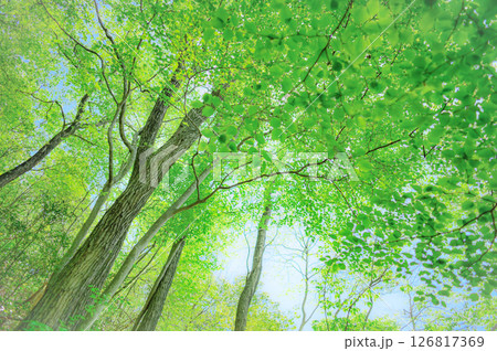 森を見上げる癒しの風景 126817369