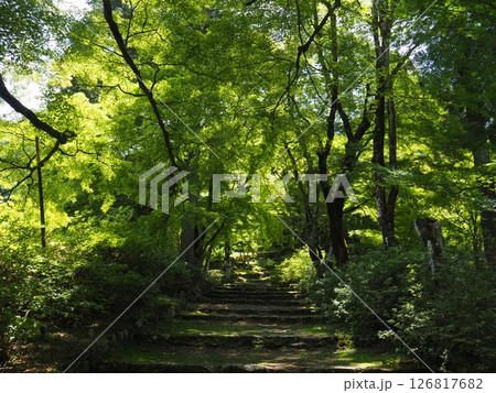 青モミジが鮮やかな高源寺 126817682