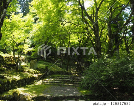 青モミジが鮮やかな高源寺 126817683