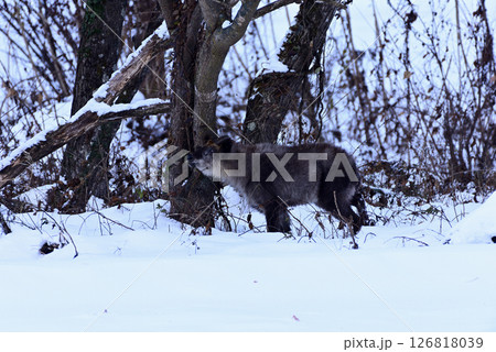 雪の中で草木を食べるカモシカ 126818039