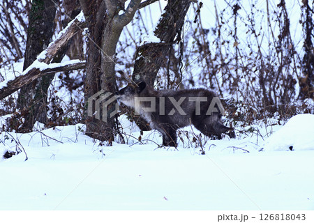 雪の中で草木を食べるカモシカ 雪の中で草木を食べるカモシカ 126818043
