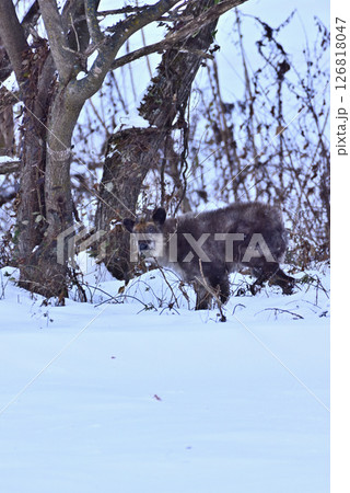 雪の中で草木を食べるカモシカ 126818047