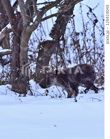 雪の中で草木を食べるカモシカ 126818048