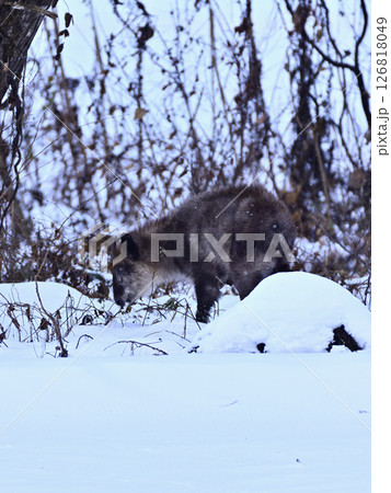 雪の中で草木を食べるカモシカ 雪の中で草木を食べるカモシカ 126818049