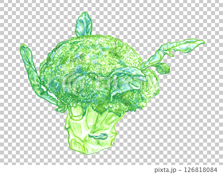 羽狀葉西蘭花 126818084