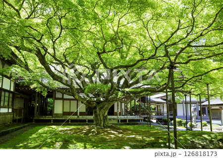 新緑が美しい雷山千如寺大悲王院（福岡県糸島市） 126818173