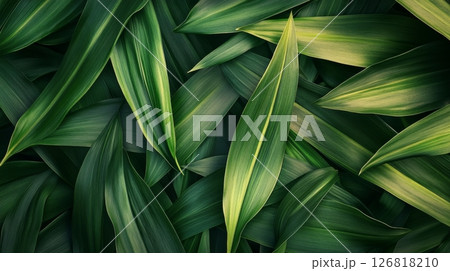 Close-up of lush green tropical leaves with variegated patterns and rich textures. Nature freshness and botanical concept 126818210
