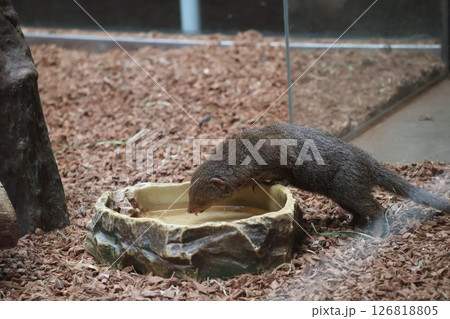 水を飲もうとするコビトマングースのいる動物園 126818805