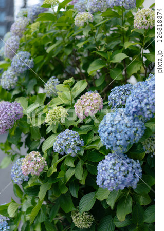 梅雨の時期に咲く紫陽花 126818874