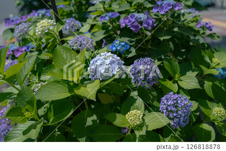 梅雨の時期に咲く紫陽花 126818878