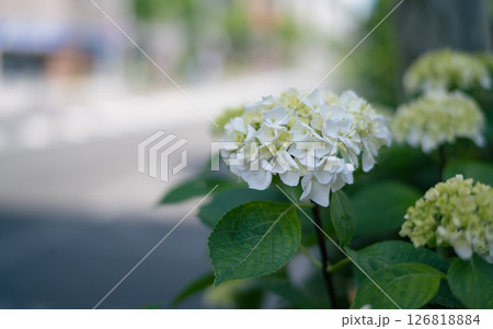 梅雨の時期に咲く紫陽花 梅雨の時期に咲く紫陽花 126818884