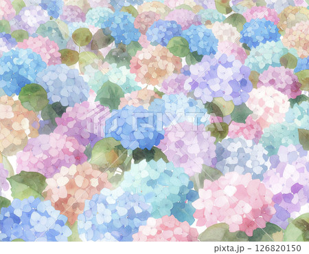 たくさんのアジサイ 水彩画風 たくさんのアジサイ 水彩画風 126820150