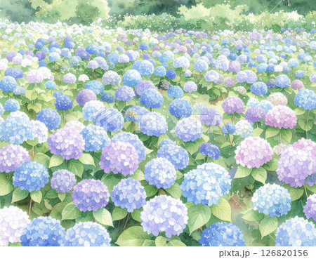たくさんのアジサイ 水彩画風 たくさんのアジサイ 水彩画風 126820156