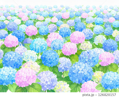 たくさんのアジサイ　水彩画風 126820157