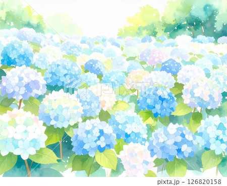たくさんのアジサイ　水彩画風 126820158
