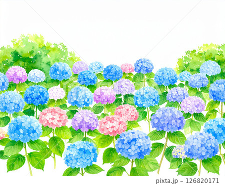 たくさんのアジサイ　水彩画風 126820171