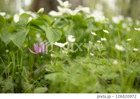 六花の森　カタクリ・11 126820972