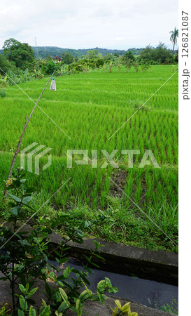 A wide valley covered with rice terraces and rice paddies and a distant volcano under a blue sky in Bali. 126821087