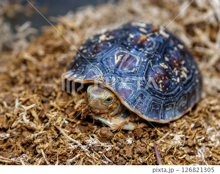 セマルハコガメのアップ 126821305
