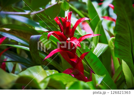 赤いグズマニア・リングラタ 126821363