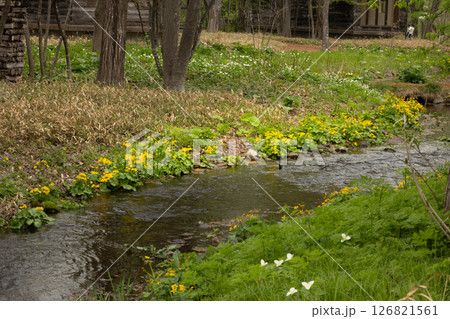 六花の森　エゾリュウキンカ・4 126821561