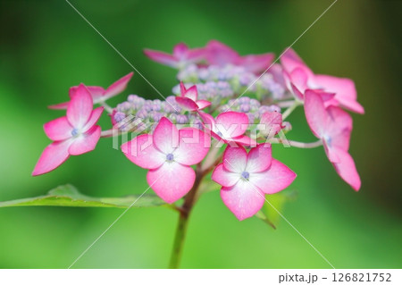 紫陽花（アジアンビューティークララ） 126821752